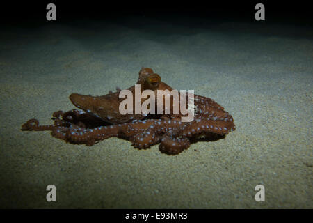 À Taches blanches de l'Atlantique, octopus Octopus macropus, déménagement dans le sable dans la mer Méditerranée à Golden Bay (Malte). Banque D'Images