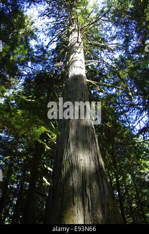 Photographie d'un vieux cèdre croissance de Cathedral Grove, C.-B., Canada. Banque D'Images