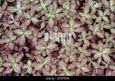 Feuillage veiné rose fittonia albivenis au New York Botanical Garden, Bronx, États-Unis Banque D'Images