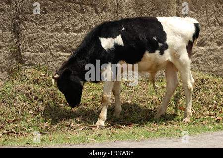 Une vache Holstein dans un pâturage des agriculteurs dans une ferme à Cotacachi (Équateur) Banque D'Images