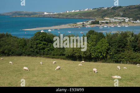 Moutons dans le champ au-dessus des sables bitumineux avec Cardigan Poppit en arrière-plan à travers Rivière Teifi,la Baie de Cardigan, Wales Pembrokeshire,Ouest,au Pays de Galles. Banque D'Images