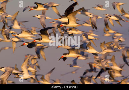 Migration des schimers noirs (Rynchops niger), des sternes sandwich (Thalasseus sandvicensis) et des sternes royales (Thalasseus maximus) au coucher du soleil Banque D'Images