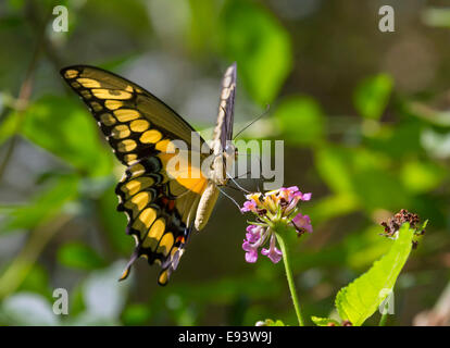 Le roi Thoas ou Swallowtail Papilio thoas) se nourrissant de lantana. Île haute, Texas, USA. Banque D'Images