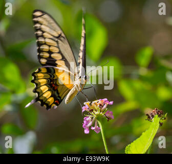 Le roi Thoas ou Swallowtail Papilio thoas) se nourrissant de lantana. Île haute, Texas, USA. Banque D'Images