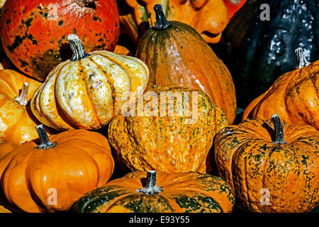 Citrouilles ornementales colorés mixtes avec diverses formes. Banque D'Images