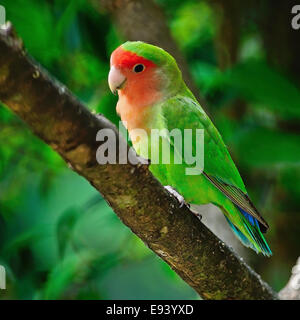 Bel oiseau, inséparable, debout sur la branche d'arbre, portrait Banque D'Images