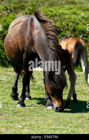 Poneys sauvages à Dartmoor, portrait de droit d'un poulain de sa mère d'alimentation Banque D'Images