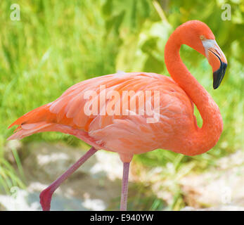 Flamant rose marche dans le parc national. Phoenicopterus ruber Banque D'Images