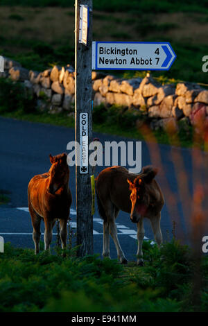 Poneys sauvages à Dartmoor, deux poulains à Cold East Cross sign post le Dartmoor avec des directions pour Bickington & Newton Abbot Banque D'Images