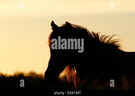 Poneys sauvages à Dartmoor, silhouette d'un cheval de tête au crépuscule Banque D'Images