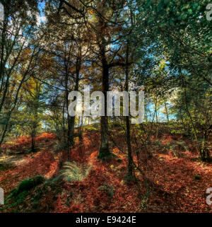 Yew Tree Woods, Coniston, Lake District, UK. Banque D'Images