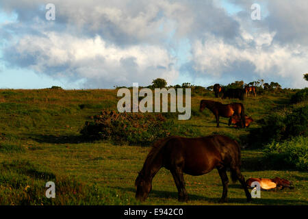 Troupeau de poneys sauvages à Dartmoor avec de petits poulains nouveau-né parmi eux, en liberté sur les landes. Poulains sont fixer endormi Banque D'Images