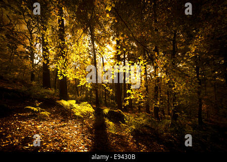 Les teintes automnales au printemps Woods, Whalley, Lancashire, Royaume-Uni. Banque D'Images