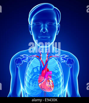 Illustration de l'homme anatomie cardiaque Banque D'Images