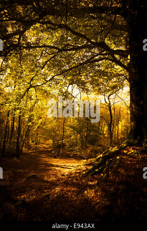 Les teintes automnales au printemps Woods, Whalley, Lancashire, Royaume-Uni. Banque D'Images