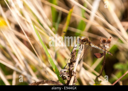Une femelle Sympetrum striolatum, dard de commun, au repos sur un dead flowerhead Banque D'Images