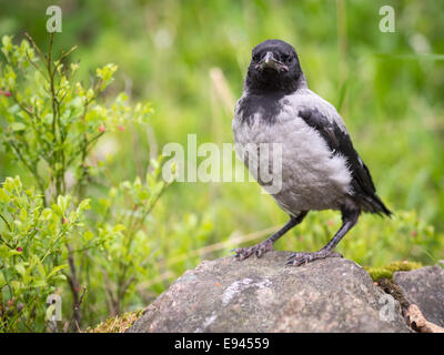 Jeunes à crow chick debout sur une pierre. La Hooded Crow (Corvus cornix) (appelé aussi Hoodiecrow) est une espèce d'oiseaux Banque D'Images