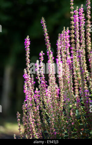 La Salicaire commune - Lythrum virgatum 'Dropmore Purple' Banque D'Images