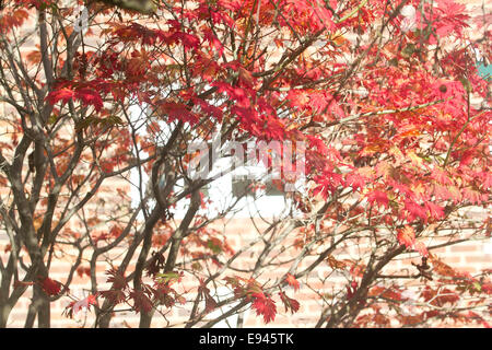 Wimbledon London,UK. 19 octobre 2014. Couleurs d'automne commencent à montrer à Wimbledon comme les feuilles des arbres commencent à prendre sur show spectaculaire d'afficher des couleurs de saison et teintes Crédit : amer ghazzal/Alamy Live News Banque D'Images