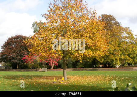 Wimbledon London,UK. 19 octobre 2014. Couleurs d'automne commencent à montrer à Wimbledon comme les feuilles des arbres commencent à prendre sur show spectaculaire d'afficher des couleurs de saison et teintes Crédit : amer ghazzal/Alamy Live News Banque D'Images