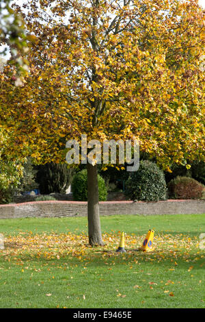 Wimbledon London,UK. 19 octobre 2014. Bollads à gauche sous un arbre comme feuilles commencent à crédit : couleur amer ghazzal/Alamy Live News Banque D'Images