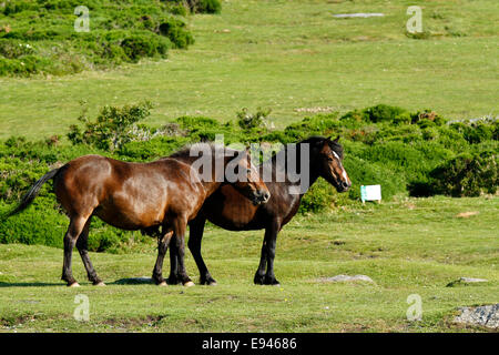Poneys sauvages à Dartmoor, ces deux sont sur les pentes de foin à Tor et saine graisse Banque D'Images
