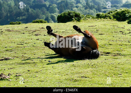 Poneys sauvages à Dartmoor, c'est rolling s'amusant jambes en l'air, chaud et ensoleillé jour poussiéreux Banque D'Images