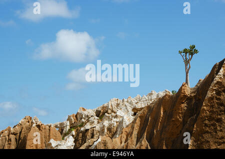 L'île de Socotra, au Yémen : socotranum Adenium obesum, l'arbre bouteille, une plante à fleurs de la famille des Apocynaceae dans le sang du Dragon de la forêt arbres Plateau Homhil Banque D'Images