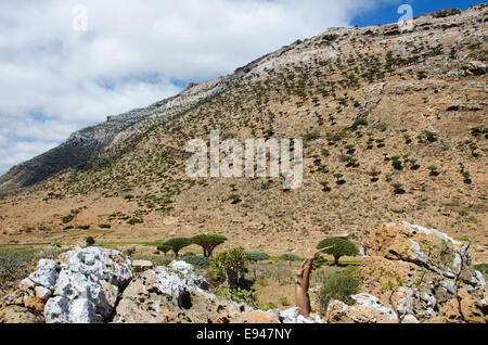 Socotra, aperçu de la forêt dans les arbres Le Sang de Dragon Plateau Homhil Banque D'Images