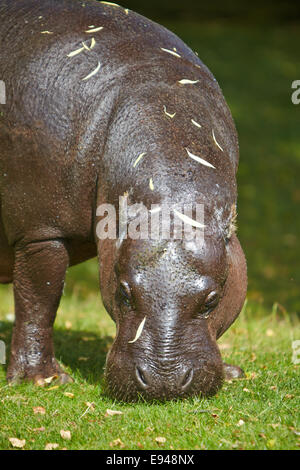 Pymgy bébé hippopotame au zoo de Whipsnade Banque D'Images