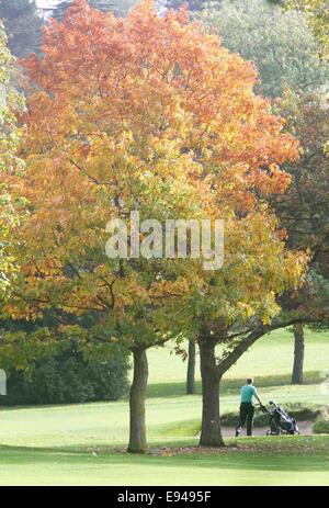 Wimbledon London,UK. 19 octobre 2014. Couleurs d'automne commencent à montrer à Wimbledon comme les feuilles des arbres commencent à prendre sur show spectaculaire d'afficher des couleurs de saison et teintes Crédit : amer ghazzal/Alamy Live News Banque D'Images