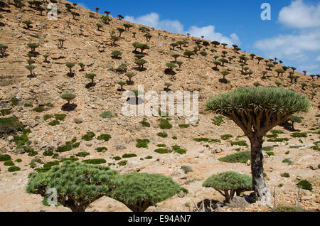 Socotra, aperçu de la forêt dans les arbres Le Sang de Dragon Plateau Homhil Banque D'Images