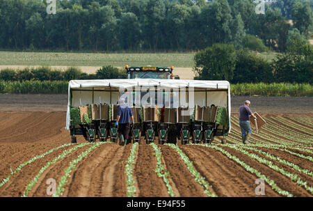 Les migrants polonais et d'Europe de la plantation des choux, Hollesley, Suffolk, UK. Banque D'Images