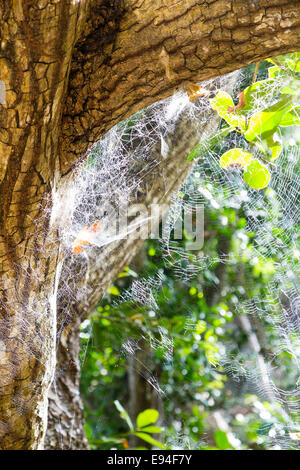 Toiles d'araignée dans la forêt de La Digue, Seychelles Banque D'Images