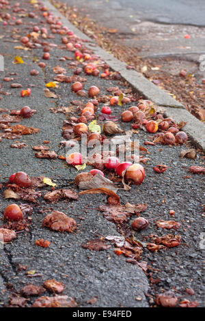 Tombé et crabe en décomposition pommes sur une chaussée goudronnée Banque D'Images