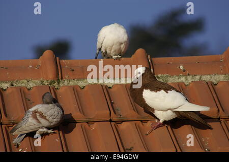 Pigeons sur le toit - Columba livia domestica Banque D'Images