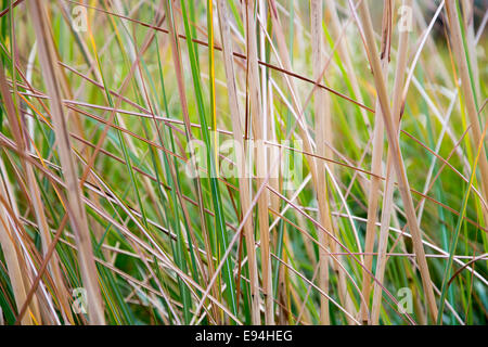 Roseaux vert naturel texture background Banque D'Images