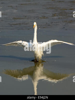 Grande Aigrette Ardea alba Banque D'Images