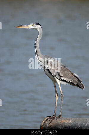 Héron cendré Ardea cinerea Banque D'Images