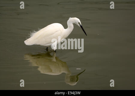 L'aigrette garzette chasse dans un étang du poisson Banque D'Images