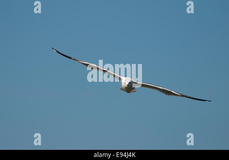 Seagull flying, front view Banque D'Images