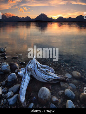 Driftwood au coucher du soleil le long de la rive du lac Jackson dans Parc National de Grand Teton, Wyoming Banque D'Images