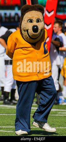 USA Berkeley CA. 18 Oct, 2014. Mascotte de la Californie au cours de NCAA Football match entre les Bruins de UCLA et la Californie Golden Bears 34-36 perdu au Memorial Stadium Berkeley Californie Crédit : csm/Alamy Live News Banque D'Images