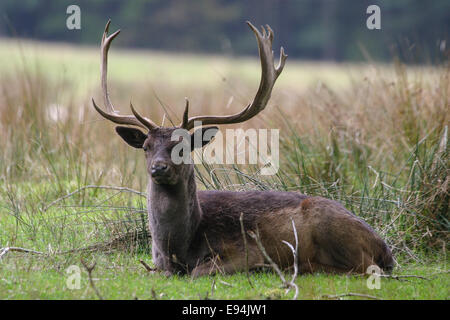 Daims mâles - stag - avec de grands bois couché pendant l'automne de l'ornière. Banque D'Images