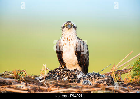 Des profils d'Osprey, Pandion haliaetus, assis dans le nid avec deux poussins faible cacher Banque D'Images