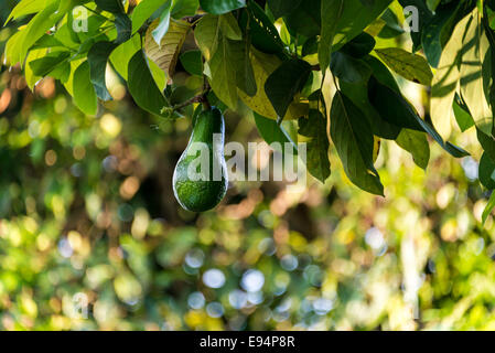 De plus en plus accrochant avocat croissance verte closeup texture de fond dans le flou d'arbre fruits Aliments naturels organiques hawaii copyspace Banque D'Images