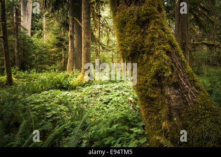 La forêt ancienne, zone d'escalier, Olympic National Park, Washington, USA Banque D'Images