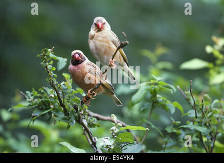 Deux queleas à bec rouge assis dans un buisson Banque D'Images