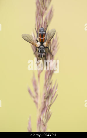 Tachinaire (Cylindromyia spec.) Banque D'Images