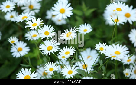 Marguerites sauvages Banque D'Images